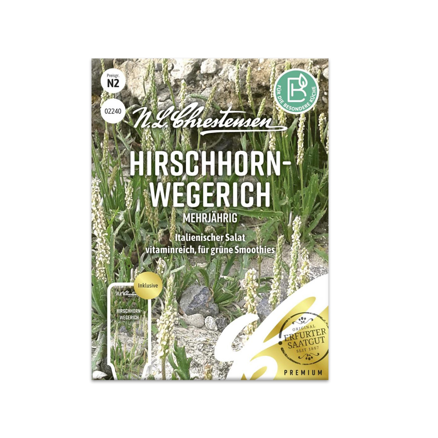 S Hirschhornwegerich 'Mehrjährig'