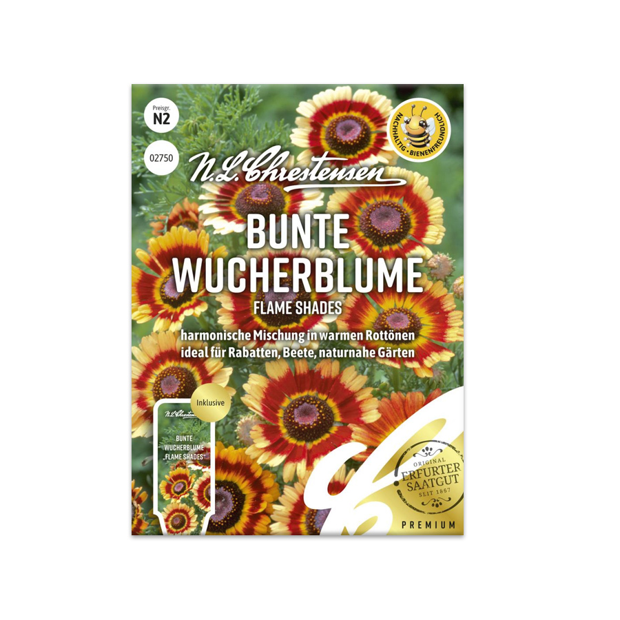 S Bunte Wucherblume 'Flame Shades'